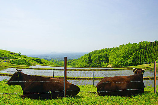 母牛,稻米梯田,熊本,日本
