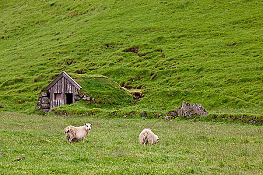 冰岛,冰岛绵羊,正面,存储,脱落,屋顶