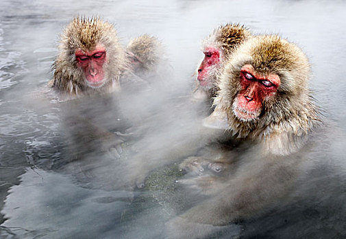 日本猕猴,雪猴,群,日本