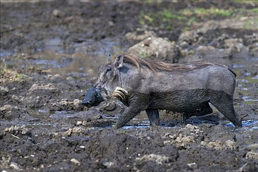 疣猪,马赛马拉国家保护区,肯尼亚,东非
