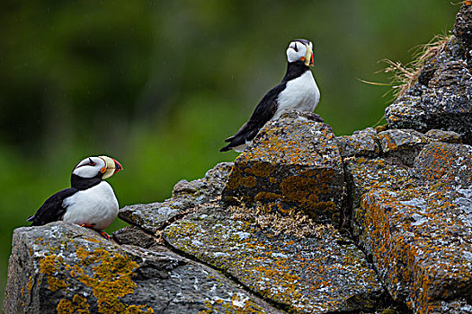 有角,角嘴海雀,阿拉斯加,美国