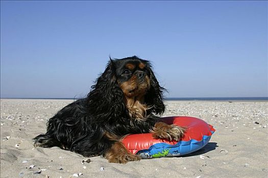 查尔斯王犬,游泳,海滩