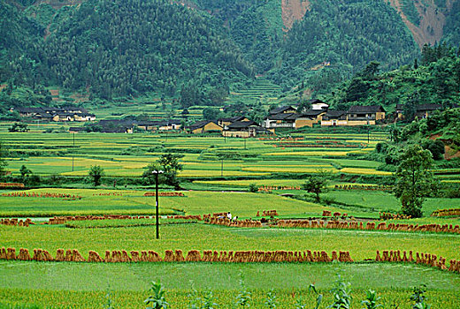 稻田,靠近,阳朔,中国