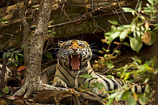 孟加拉虎,虎,国家公园,中央邦,印度