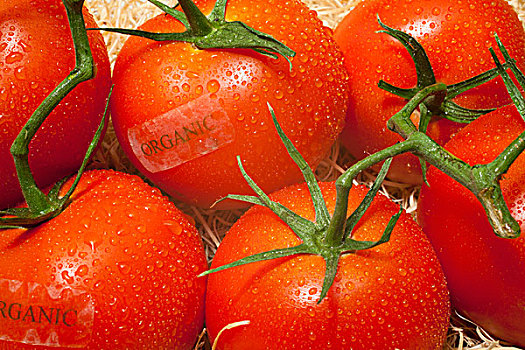 西红柿,标示,有机,滑铁卢,魁北克,加拿大