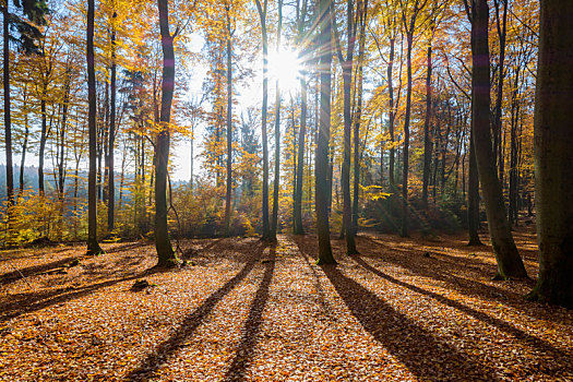 彩色,山毛榉,树林,太阳,秋天,施佩萨特,巴伐利亚,德国