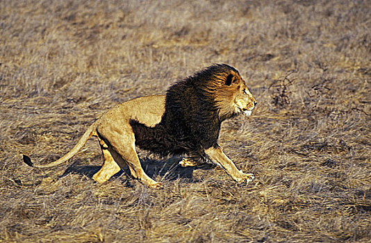 非洲狮,狮子,雄性,跑