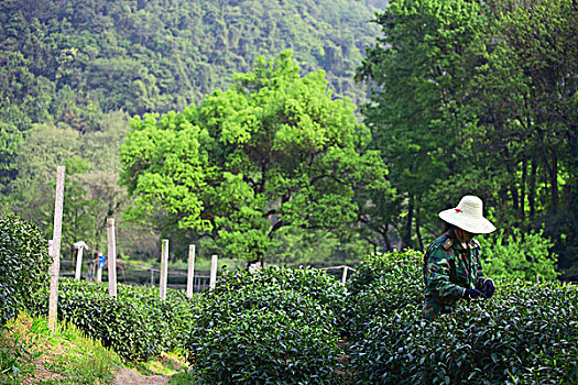 杭州龙井村采茶