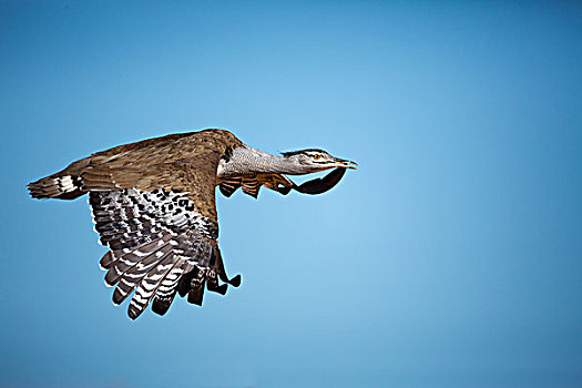 灰颈鹭鸨,飞,开普省,南非