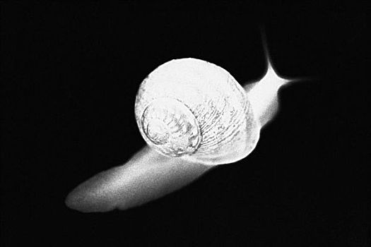 x光照片,蜗牛