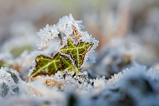常春藤,霜,遮盖,叶子,兰开夏郡,英格兰,英国,欧洲