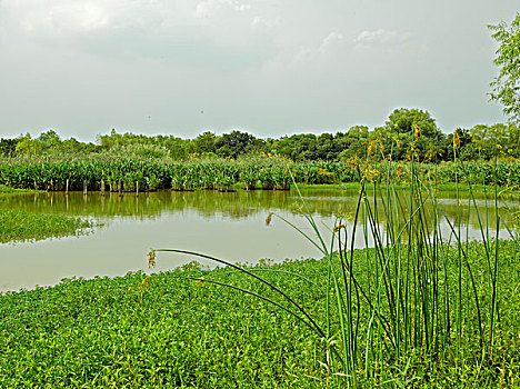 杭州西溪湿地