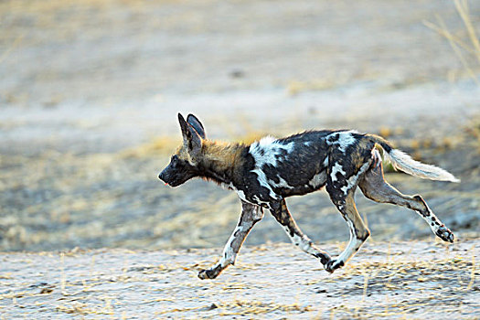 非洲野狗,非洲野犬属,幼兽,跑,南卢安瓜国家公园,赞比亚,非洲
