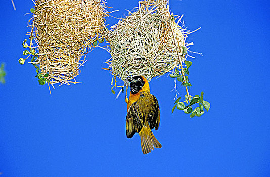 乡村,织布鸟,雄性,坦桑尼亚