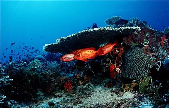 月尾鱼,大眼鲷,宝石大眼鲷,硬珊瑚,科莫多国家公园,印度尼西亚,印度洋,水下