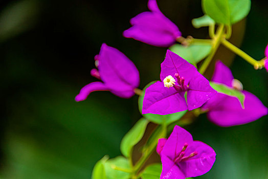 中央种子目紫茉莉科植物,叶子花