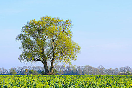 树,地点,绿色,农作物,早春,自然保护区,黑森州,德国,欧洲