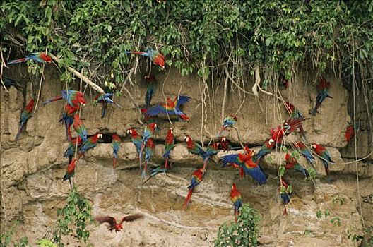 深红色,金刚鹦鹉,绯红金刚鹦鹉,绿翅金刚鹦鹉,矿物质,玛努国家公园,秘鲁