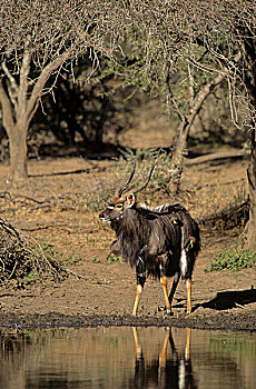 林羚,水坑,克鲁格国家公园,南非,非洲