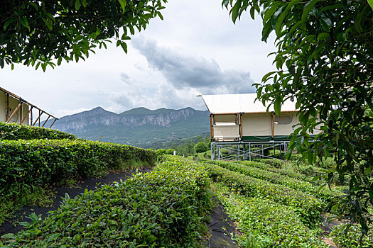 茶园帐篷酒店