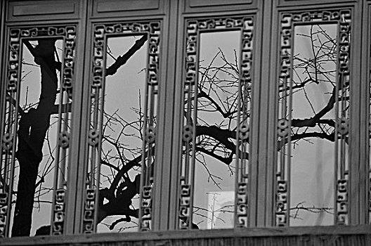 窗户,窗花,树木,黑白照片,冬季,玻璃窗,怀旧,复古