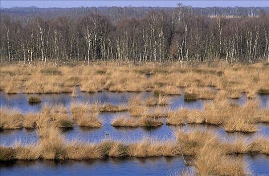 湿地,外皮,国家公园,荷兰