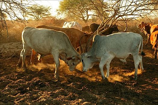 两个,争斗,公牛,牛,围挡,博茨瓦纳,非洲