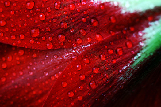 特写,雨滴,红色,孤挺花,花