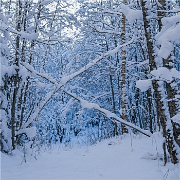 树,遮盖,雪,冬天,树林,爱沙尼亚