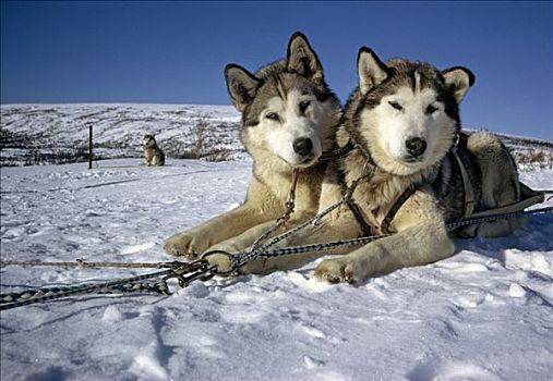 雪橇狗,麦金利山,攀登,拖拽,德纳里国家公园