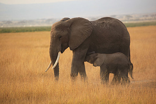 大象母子