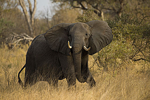 非洲象,防卫姿势,莫雷米禁猎区,奥卡万戈三角洲,博茨瓦纳