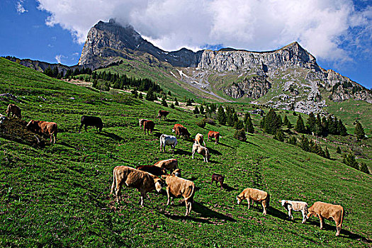 法国,阿尔卑斯山,上萨瓦,母牛