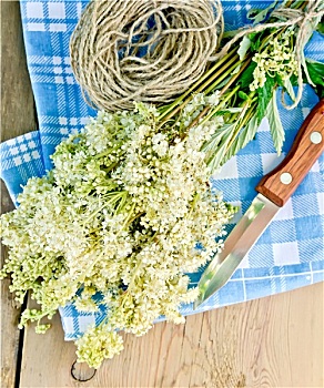 绣线菊属植物,新鲜,刀,细绳,木板