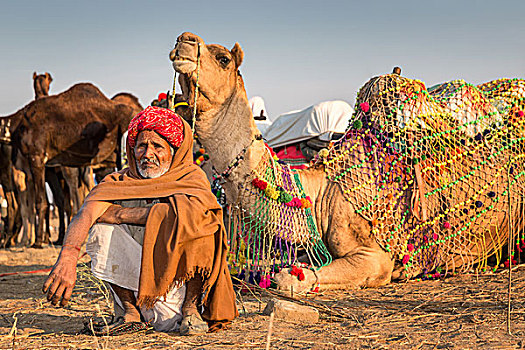 领驼人,坐,正面,骆驼,普什卡,拉贾斯坦邦,印度,亚洲