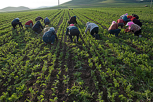 内蒙古坝上草原,正在胡萝卜地里除草的农场员工