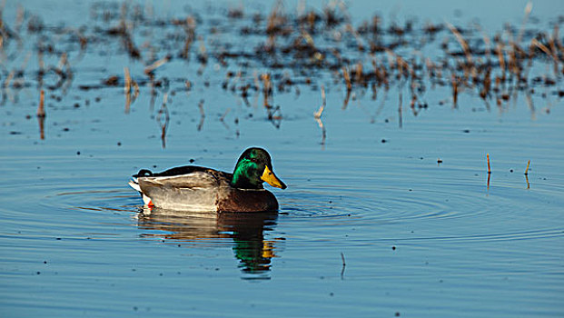 美国,俄勒冈,低湿地,国家野生动植物保护区,野鸭,鸭属,公鸭