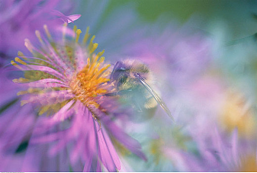 特写,大黄蜂,新英格兰,紫苑属,多伦多,安大略省,加拿大
