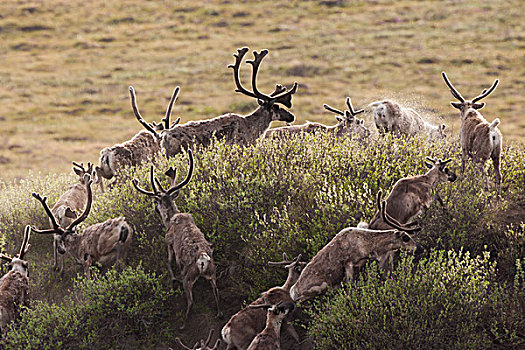 北美驯鹿,迁移,北极圈,国家野生动植物保护区,阿拉斯加,美国