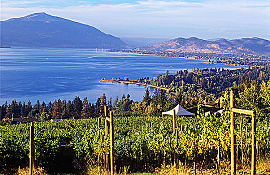 不动产,葡萄酒厂,远眺,湖,不列颠哥伦比亚省,加拿大