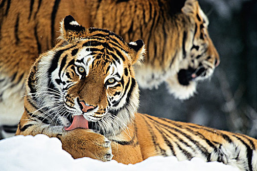 西伯利亚虎,东北虎,舔,雪中,俄罗斯
