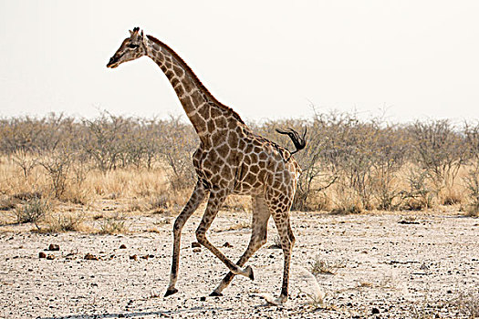 非洲,纳米比亚,埃托沙国家公园,长颈鹿,画廊