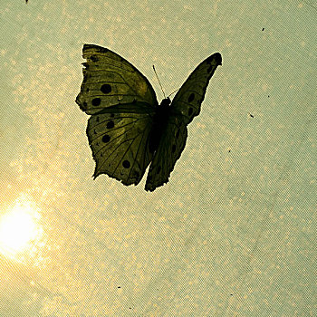 蝴蝶,飞行,太阳,背景,伦敦,英格兰