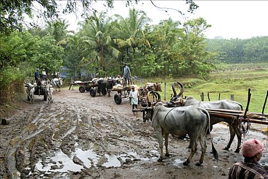 阉牛,手推车,泥,道路,喀拉拉,印度