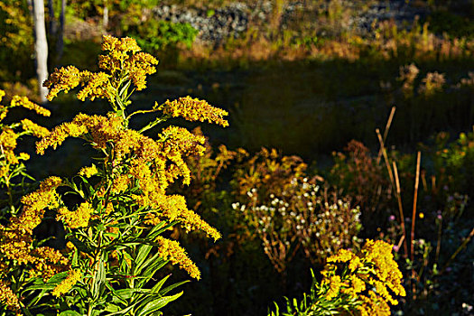 加拿大,秋麒麟草属植物,一枝黄花属植物,特写,湖,野外,树林,公园,纽约,美国