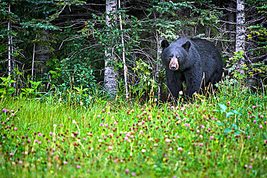 黑熊,美洲黑熊,摄影,艾伯塔省,加拿大