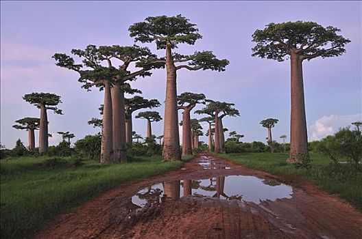 猴面包树,树林,排列,道路,日落,靠近,穆龙达瓦,马达加斯加