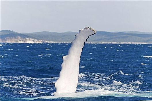 鳍足,驼背鲸,大翅鲸属,鲸鱼,赫维湾,正面,弗雷泽岛,昆士兰,澳大利亚