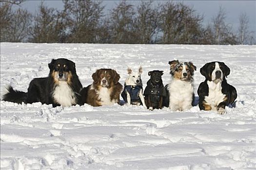 三个,澳大利亚牧羊犬,瑞士,山,狗,杰克罗素狗,杂交品种,卧,靠近,雪中