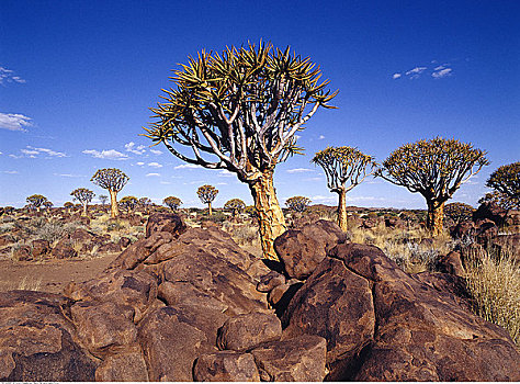 抖树,基特曼斯胡普,纳米比亚,非洲